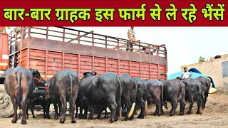 Murrah Buffalo and Indian Breed Cow supplier in Hisar,Haryana. Supply all over India