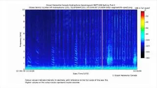 Humpback Song with Sperm Whale Clicks