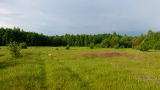 Мещёрская сторона