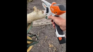 Stihl GTA 26 chainsaw pruner 🧡🔋💪🏼 #shorts