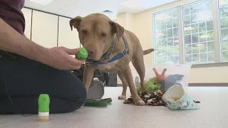 Jasper needs a home | Adoptable dog has spent more than 500 days in a shelter