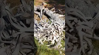 Склад сброшенных оленями рогов. Охотский район Хабаровского края.