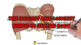 The biggest nerve in the human body | Neuroaholics