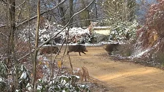 Yaban domuzu avı - Burdan kaçış yok / wild boar hunting