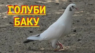 Бакинские голуби! В гостях у д  Адыля и д  Рамиза!