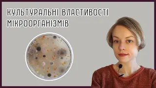 Культуральні властивості мікроорганізмів. Морфологія колоній. Характер росту бактерій