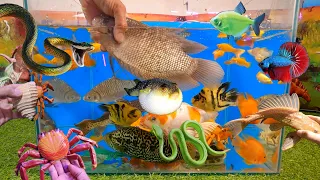 Video tổng hợp cá cảnh đẹp, động vật dễ thương, cá tai tượng đen, cá tai tượng đỏ, cua xanh, rắn, ốc