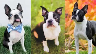 Boston terrier puppies | Funny and cute dog compilation in 2022