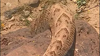 Reptiles and Cobras in the Desert - COMPLETE Documentary