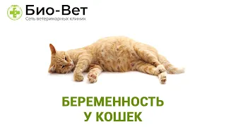 Беременность у кошек - Что Нужно Знать // БИО-ВЕТ