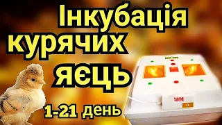 СТАВЛЮ ІНКУБАТОР З КУРЯЧИМИ ЯЙЦЯМИ // ВЕСЬ ПРОЦЕС ІНКУБАЦІЇ 1-21 ДЕНЬ