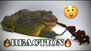 African Bullfrog Eats HUGE Spider! (Reaction)