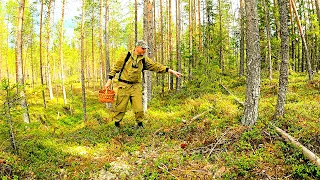 ПЕРЕШЕЛ БОЛОТО ЗАШЁЛ В ЛЕС ОБАЛДЕЛ! НАШЁЛ ГРИБОЧКИ СДЕЛАЛ ЛЕЧЕБНУЮ НАСТОЙКУ КАРЕЛИЯ ГРИБЫ 2023