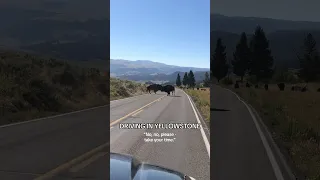 Driving in Yellowstone 😂 #montana #nationalpark #yellowstone #bucketlist #travel #wanderlust #bison