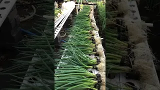 Hydroponic spring onion harvest to pack house