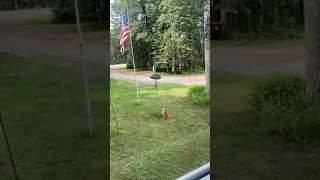 Talented cat catches squirrel.