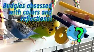 Budgies (parakeets) entranced by reflections + bird-colored objects