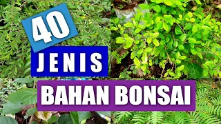 MENGENAL 40 JENIS BAHAN BONSAI, PEMULA WAJIB NONTON