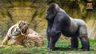Gorilla Vs Tiger - - The Ultimate Fight (2023)