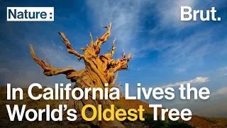 Somewhere in California Lives the World’s Oldest Tree