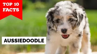 Aussiedoodle - Top 10 Facts