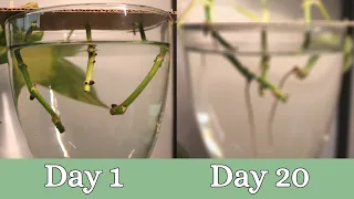 20 Day Time Lapse of Pothos Propagation | Root Development |