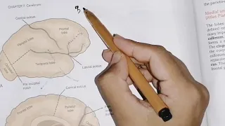 Surfaces of cerebral hemisphere , sulcus anf gyrus of each lobe in easy way#neuroanatomy#cerebrum 2