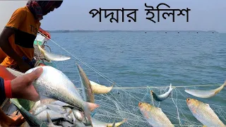 তাজা ইলিশ ধরতে গিয়ে কি হলো দেখুন || Live Hilsha Fish catching | DN Eyes | Sundarban fishing