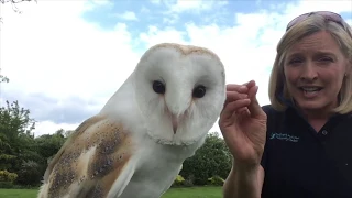 Introduction to British Barn Owls