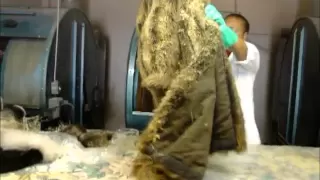 Cleaning fur coats