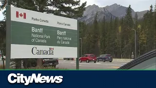 Bear warning for town of Banff