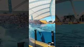Loro park Tenerife - killer whales splash water on people check it out