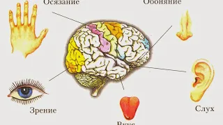 Наши помощники в окружающем Мире. Органы чувств!