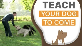 Teach Your Dog to Come When Called - Around ANY Distraction