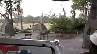 Wild Dog Eaten Alive Impala