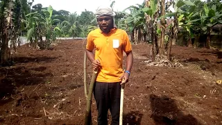 my Cucumber farm.  after making of ridges