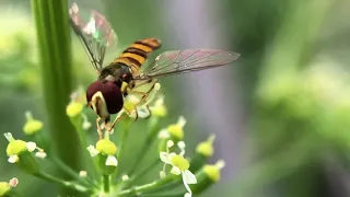 Beneficial Hoverflies