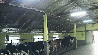 як заходять 🐄🐃🐂🐄 на своє місце