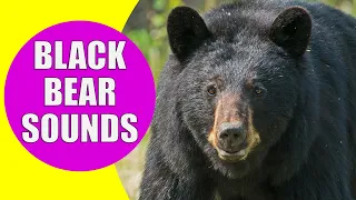 BLACK BEAR SOUNDS | Learn Animals with Kiddopedia #Shorts