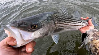STRIPED BASS FISHING - Light Tackle Casting for Early Spring Striper