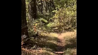 Adult Bobcat Encounter on the Appalachian Trail