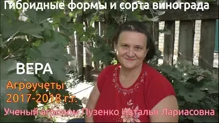 Виноград Вера описание и характеристики, участок Пузенко Натальи Лариасовны