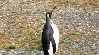 King Penguin Trumpets, followed by a Hilarious Bow