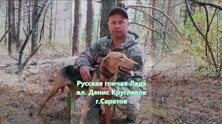 Русская гончая Лада вл.  Денис Кругляков.