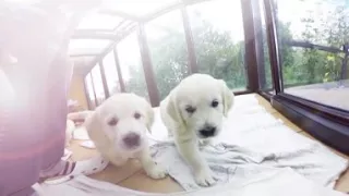 Virtual Dream - 360 Golden Retriever Puppies !