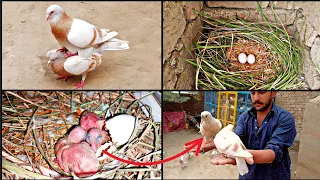 The yellow capped pigeon laid 2 eggs and hatched from the eggs || growth 1day two 28 day