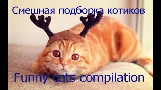 Смешные котики подборка | Funny cats compilation #2