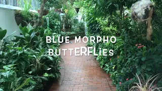 Blue Morpho Butterflies   SD 480p