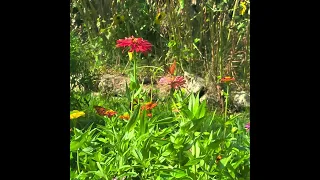 Happy Summer Day Gulf Fritillary butterflies TJM Bug AMBASSADORS pollinators research project🌼🌷🪷🪻🏵⚘️