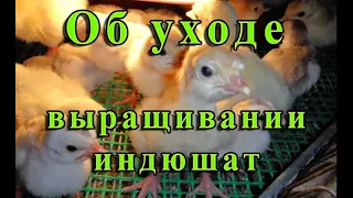 УХОД ЗА ИНДЮШАТАМИ ТЯЖЕЛОГО КРОССА. Содержание и кормления индюшат. Купить индюшат.